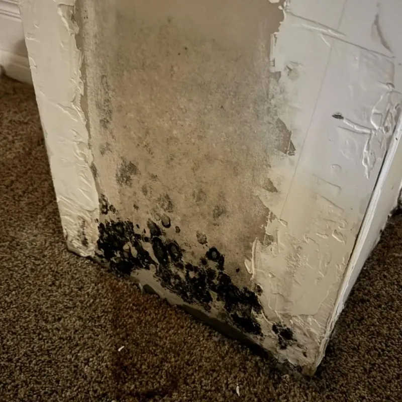 Professional Mold Removal in Pineville, WV